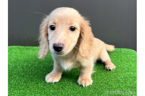 成約済の兵庫県のカニンヘンダックスフンド(ロングヘアード)-324231の4枚目